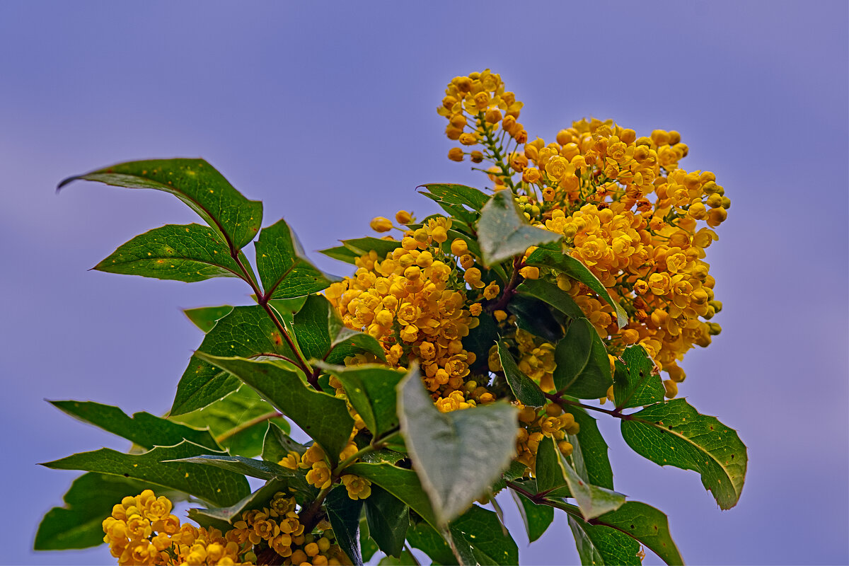 (°-°) - Jakob Dick