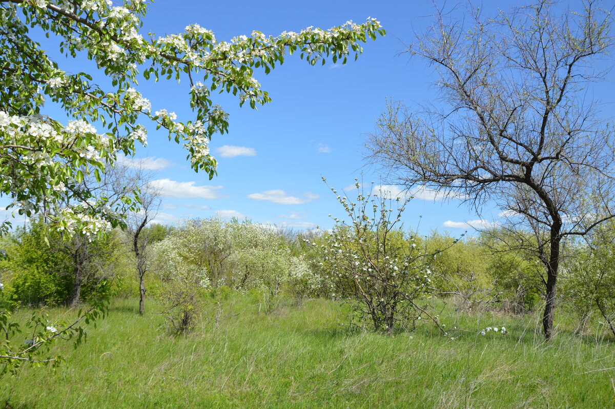 Цветёт степь... - Надежда Куркина 