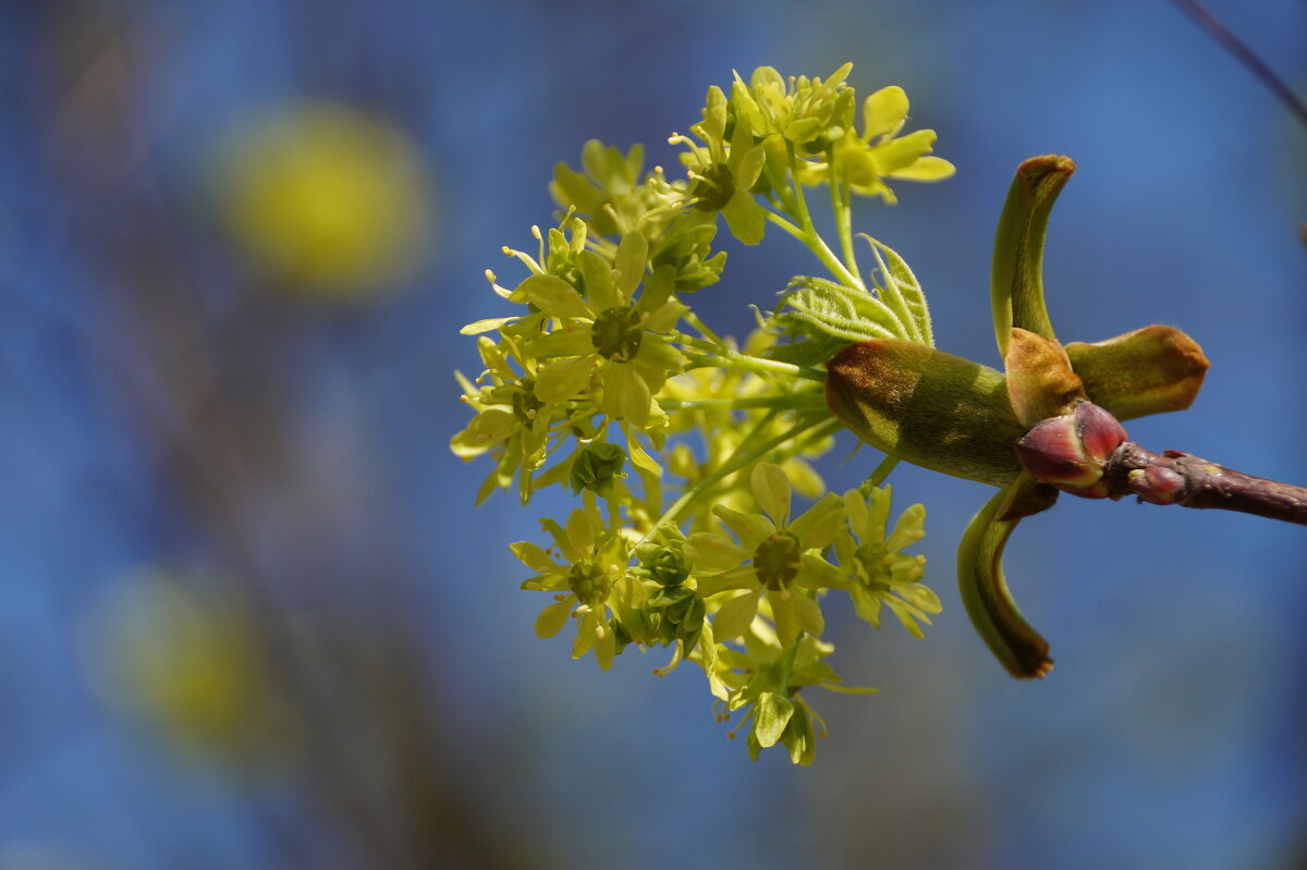 ... - Ninell Nikitina