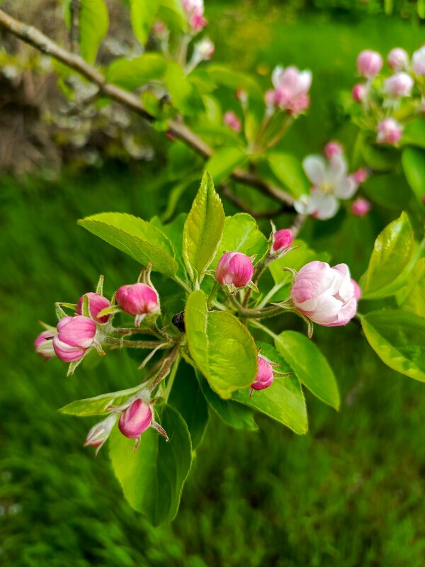 Яблонька - Татьяна Пальчикова