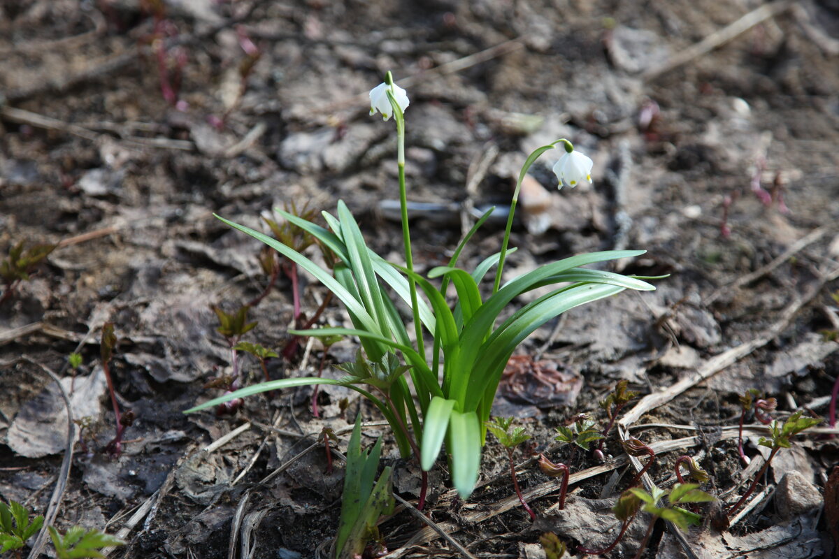 Скромный весенний цветок. - Михаил Елочкин