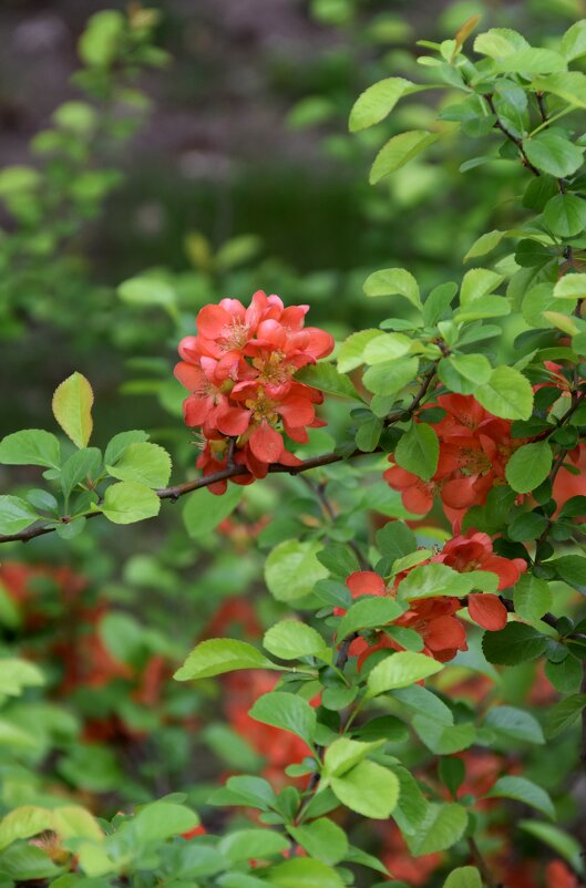 *** - Павленко Михаил 