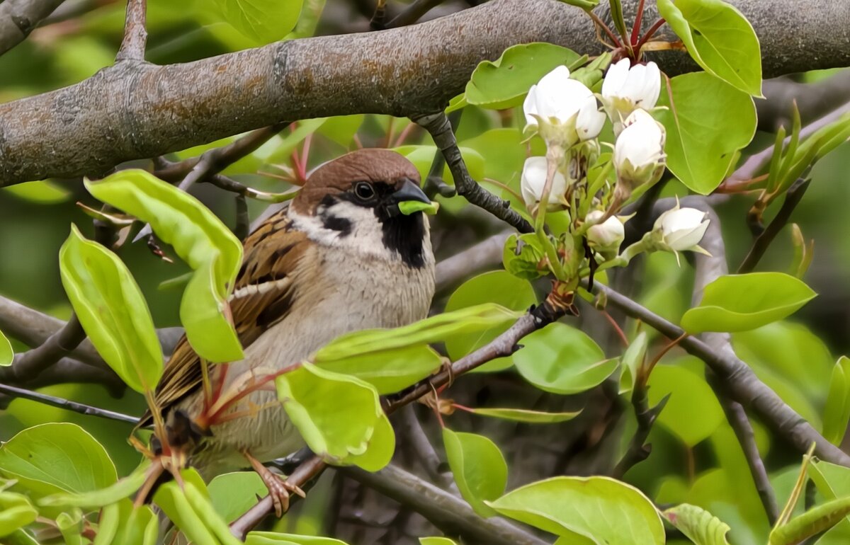 Воробей кушает листочки - Мариша Тим