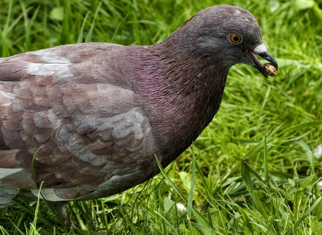 Голубь с вишнёвой косточкой - Мариша Тим