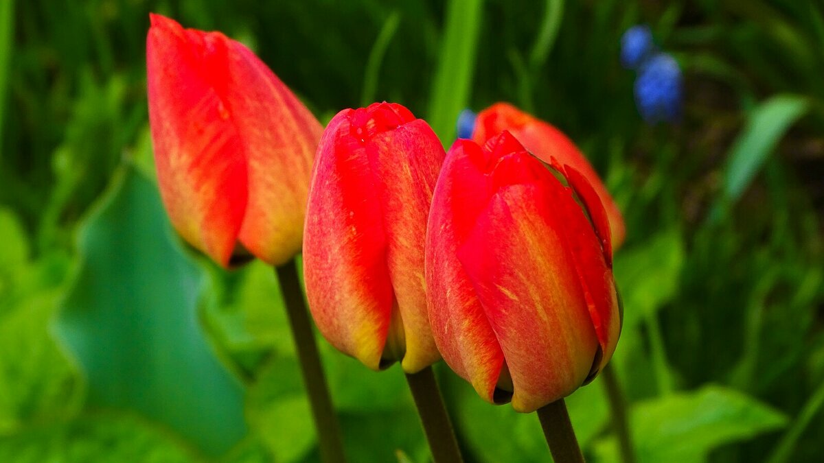 Городские цветы. - Милешкин Владимир Алексеевич 