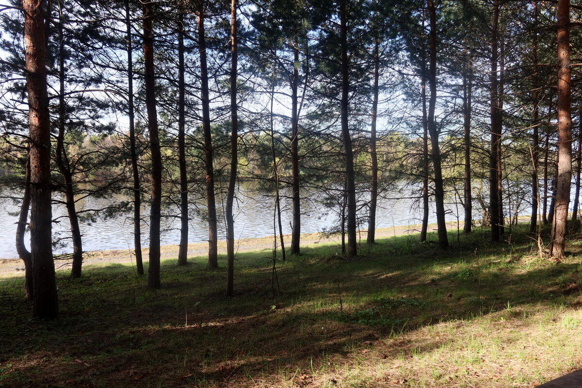 В сосновом бору - Дмитрий И_