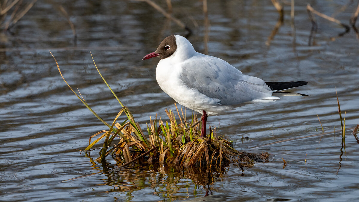 Озерная чайка - Владимир Лазарев