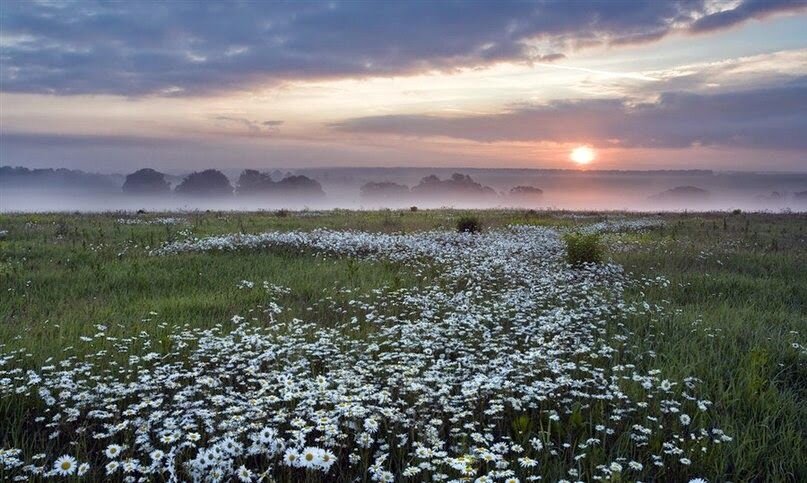 Ромашковая дорожка...  :) - Валерий Кокорев