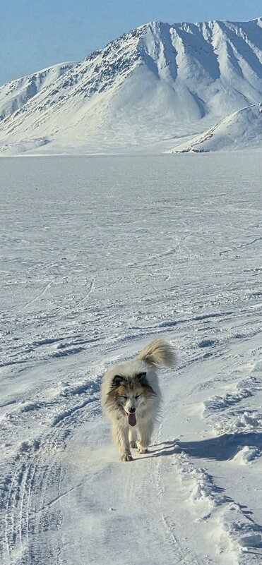 Пушистый друг на просторах Крайнего севера. - Татьяна Чаброва