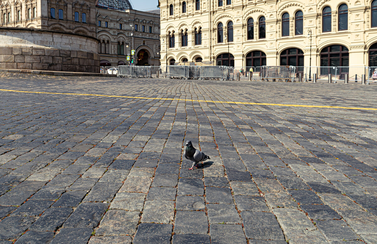 Брусчатка. - Владимир Мигонькин