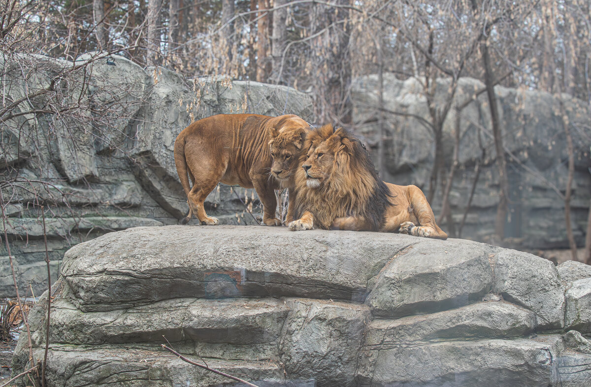 Львы - Михаил Измайлов