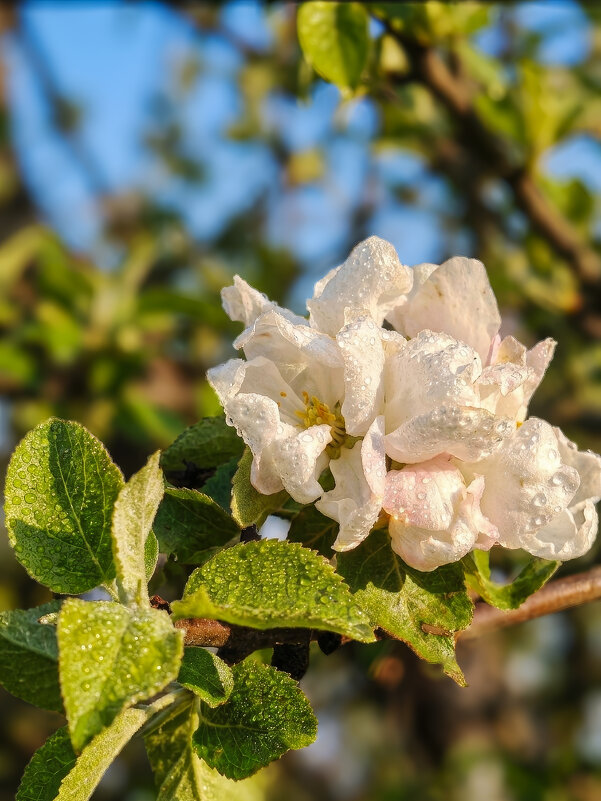 Природа - Валерий Ткаченко