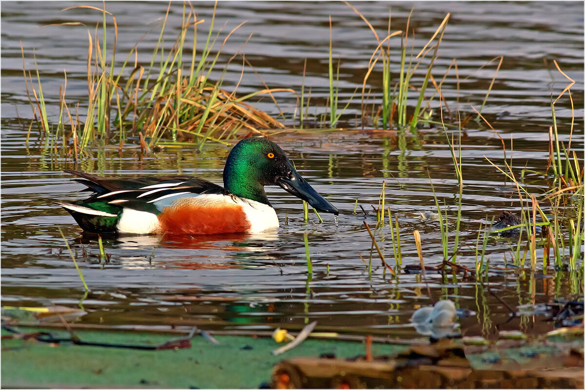 Широконоска ( селезень ) - Валентин Котляров