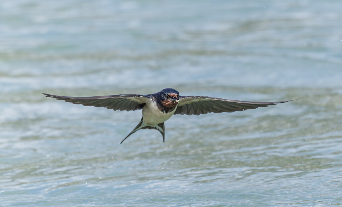 ласточка деревенская. - юрий макаров