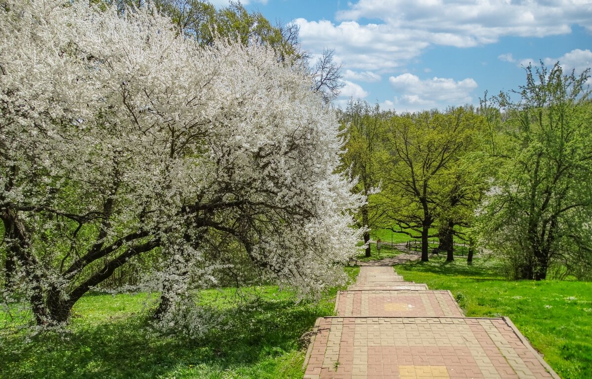 Яблони в цвету, весны творенье ... - Ravile 