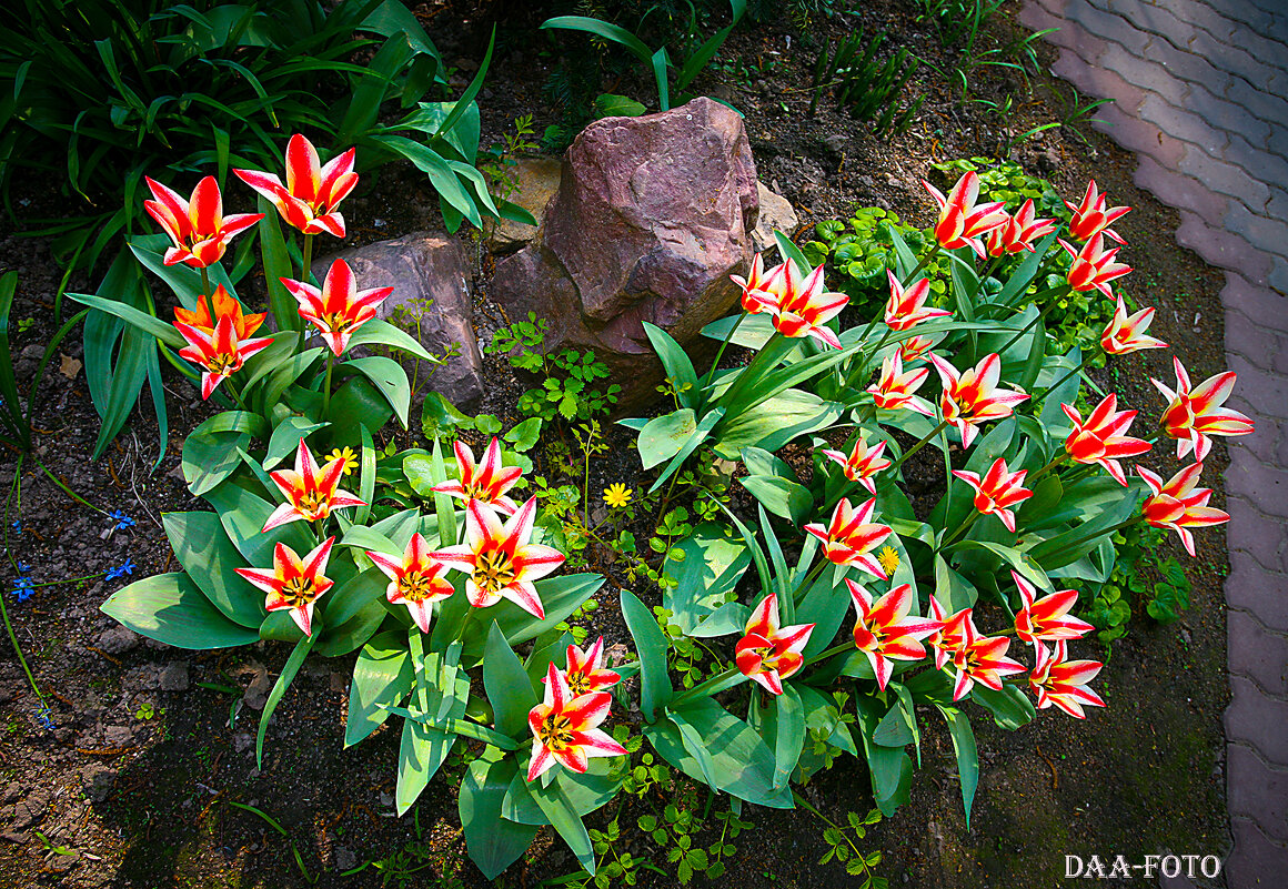 ТЮЛЬПАНЫ. - Александр Дмитриев
