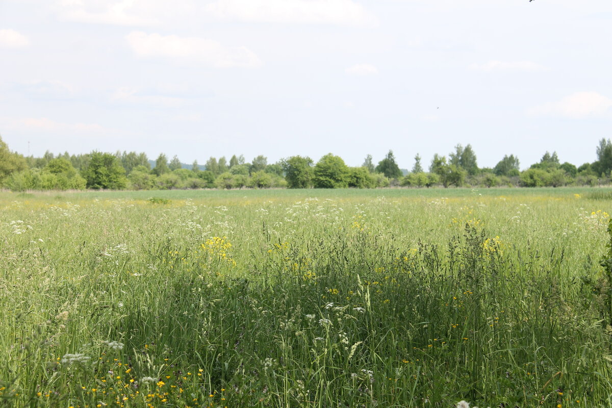 ДЕРЕВЕНСКИЕ ПРОСТОРЫ ЗА ОКОЛИЦЕЙ... - Валентина 