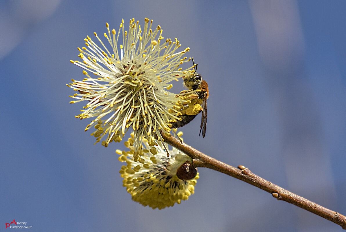 Пчёлка... - Андрей Пристяжнюк