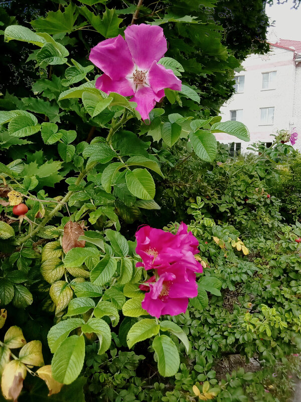 Шиповник  прошлым летом - Фотогруппа Весна