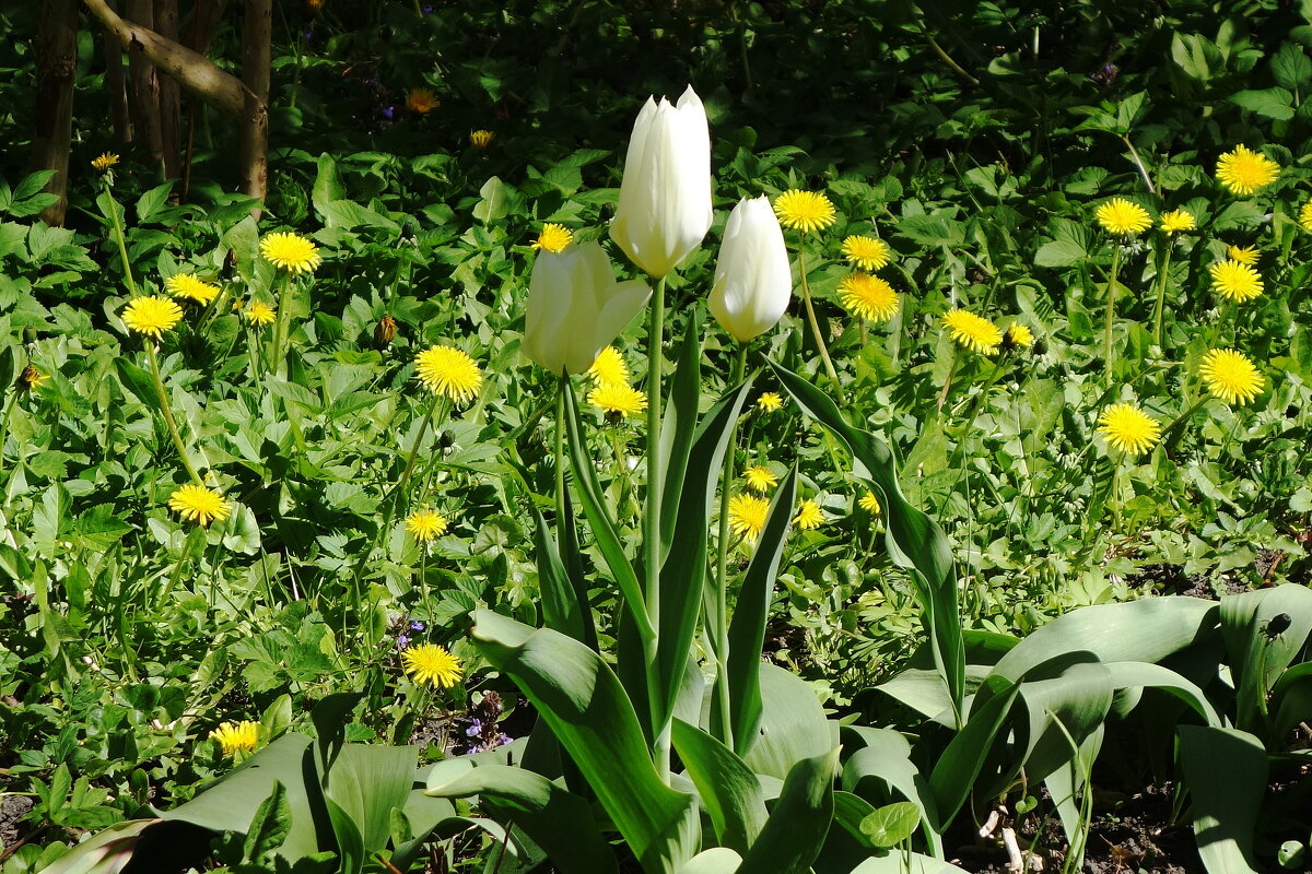 Тюльпаны - Рита Симонова