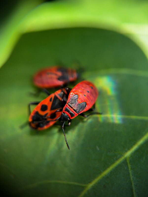 Красные жуки - Анна Пигулевская