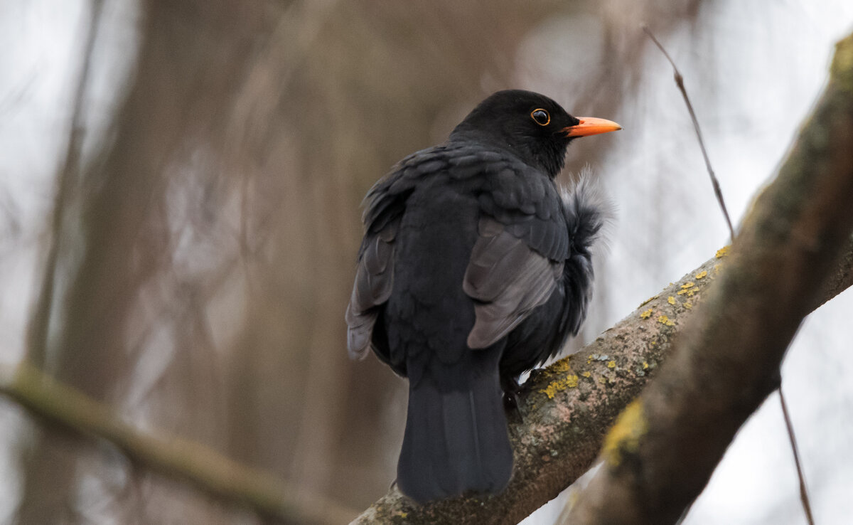 Черный дрозд - Владимир Безбородов
