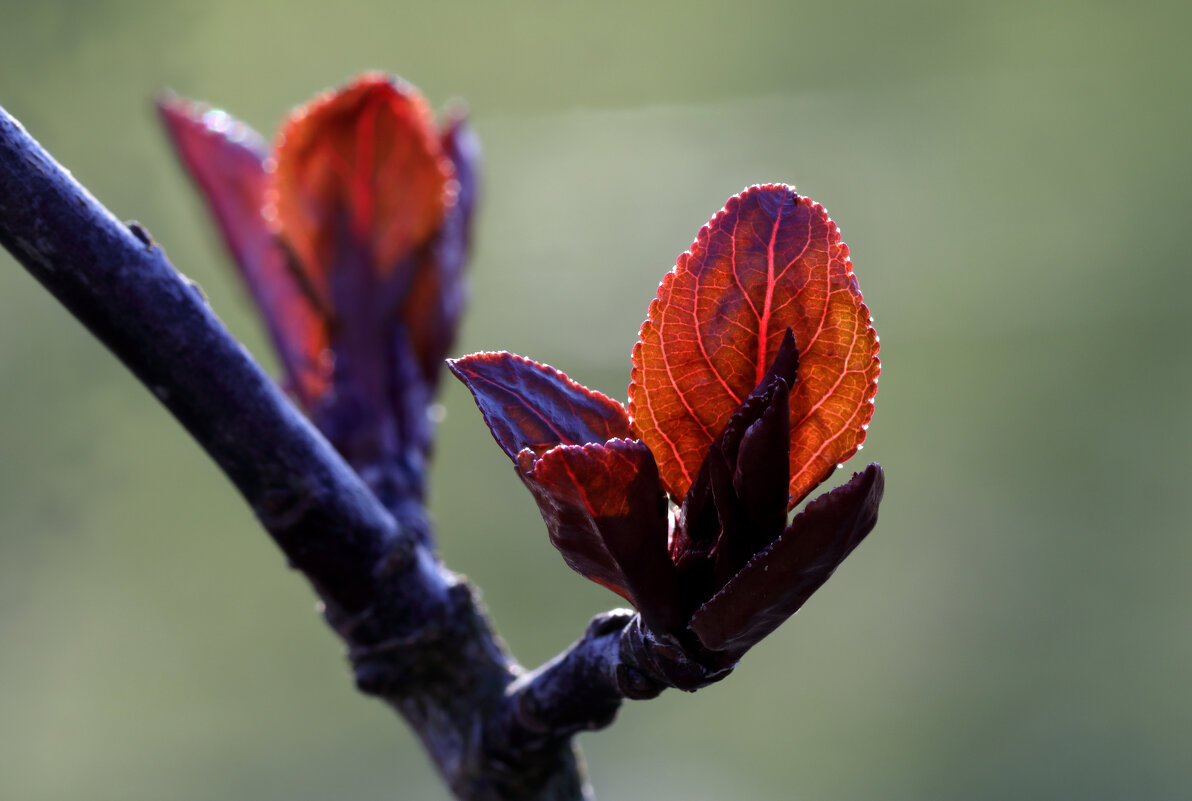 Молодой листок - Oleg S