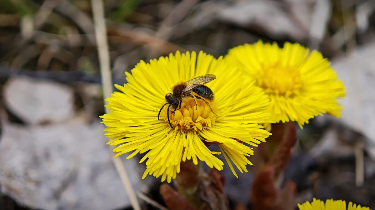 Весна пришла - Александр 