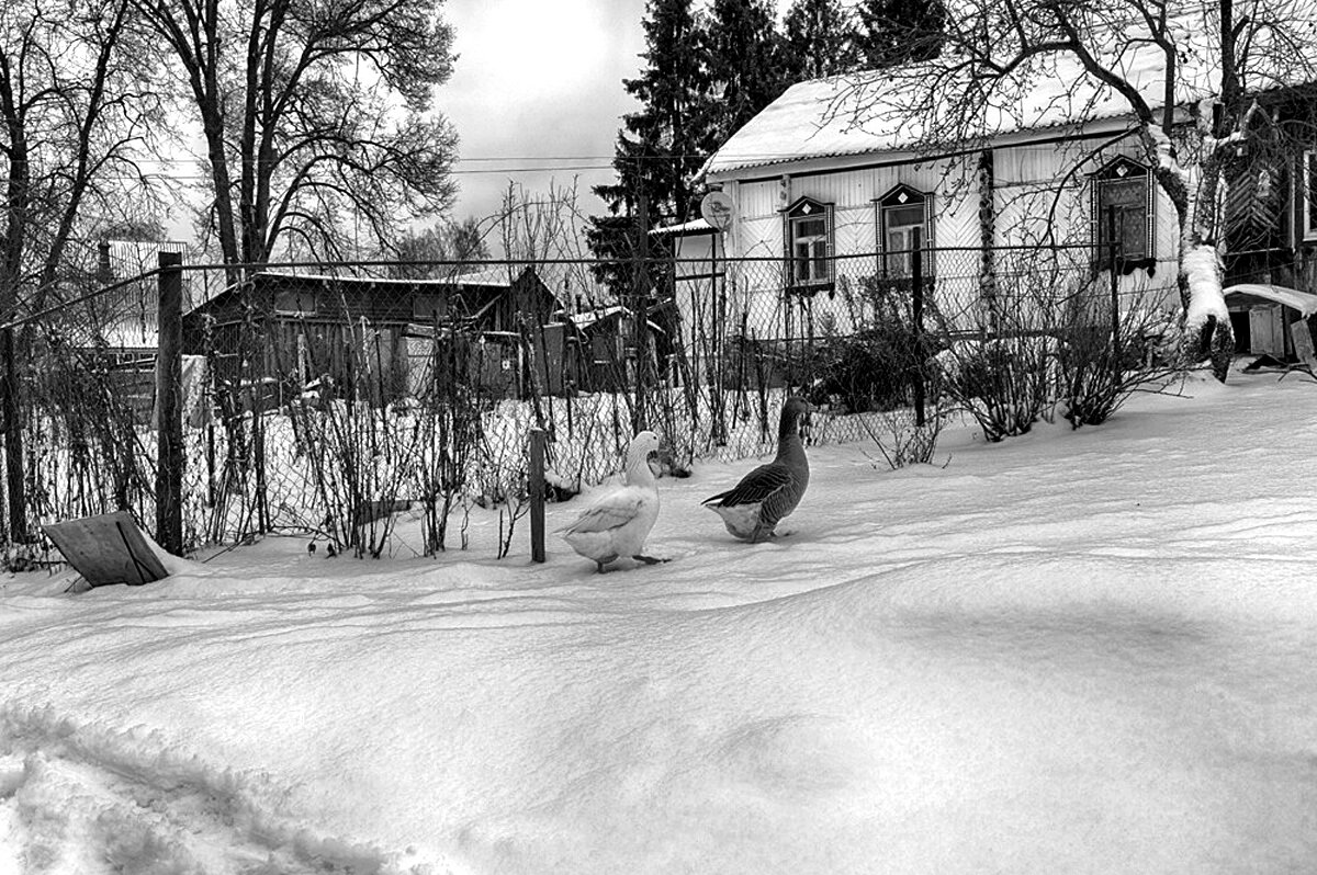 Жили  у бабуси  два весёлых гуся, один  серый другой белый - Владимир Гришин