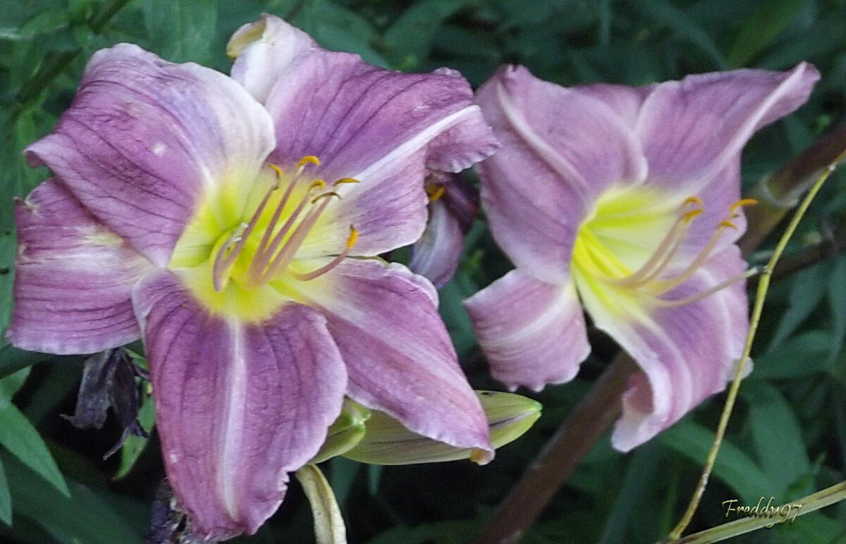 Лилейники - Freddy 97