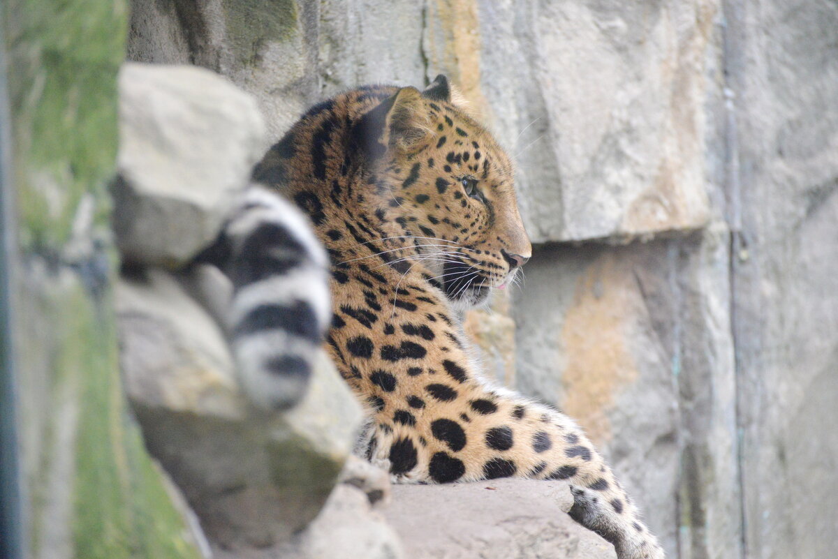 лейпциг2026 - Алексей Короткевич