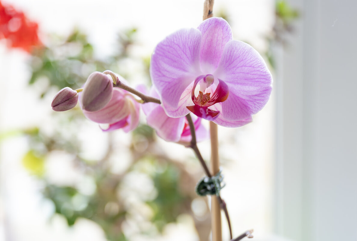 Моя орхидейка - Павел Серов