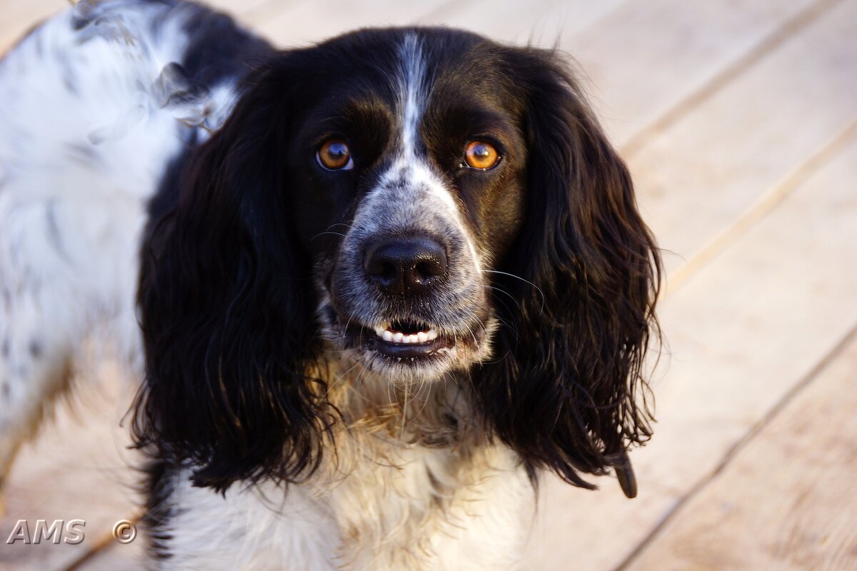 Лёвушка - kolyeretka 