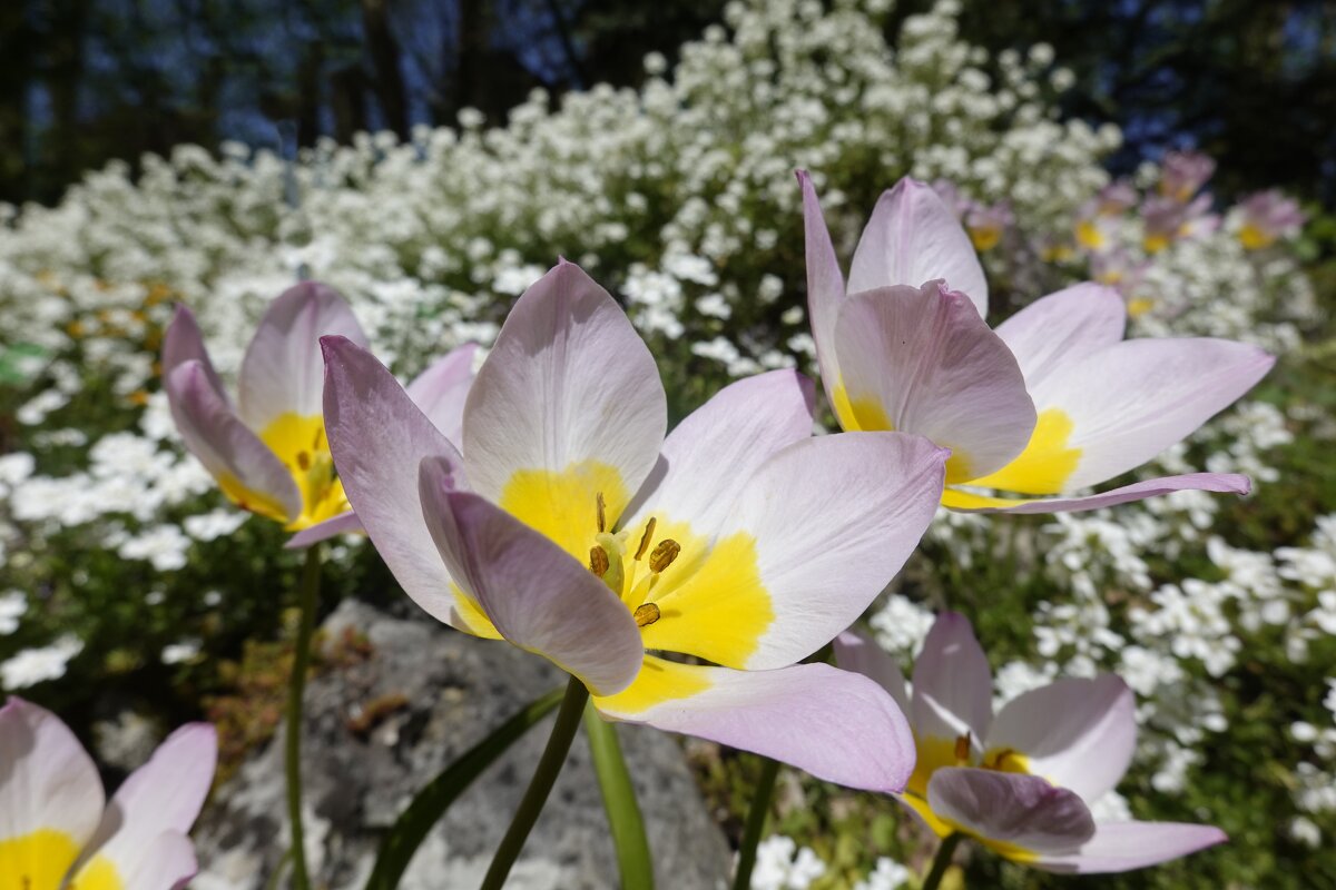 Каждый цветок - это душа, расцветающая в природе. Жерар де Нерваль... - Галина 