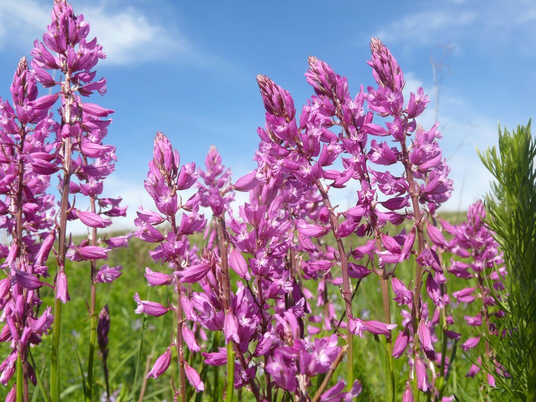 Истод - Елена Елена