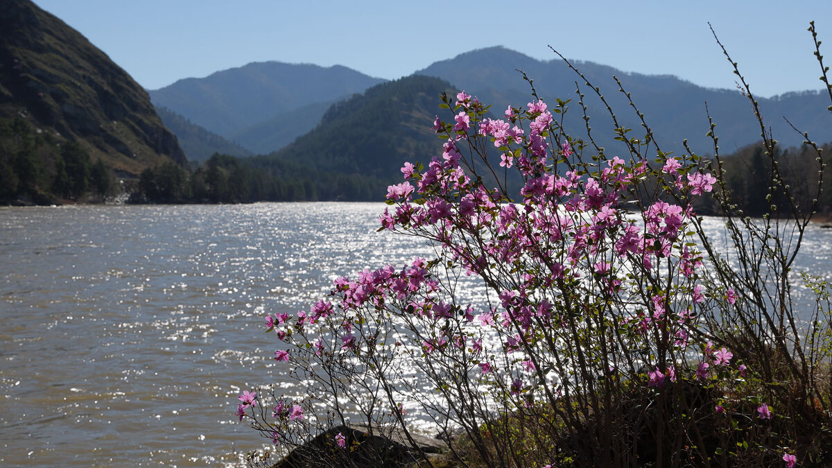 Весенний наряд Катуни... - владимир 