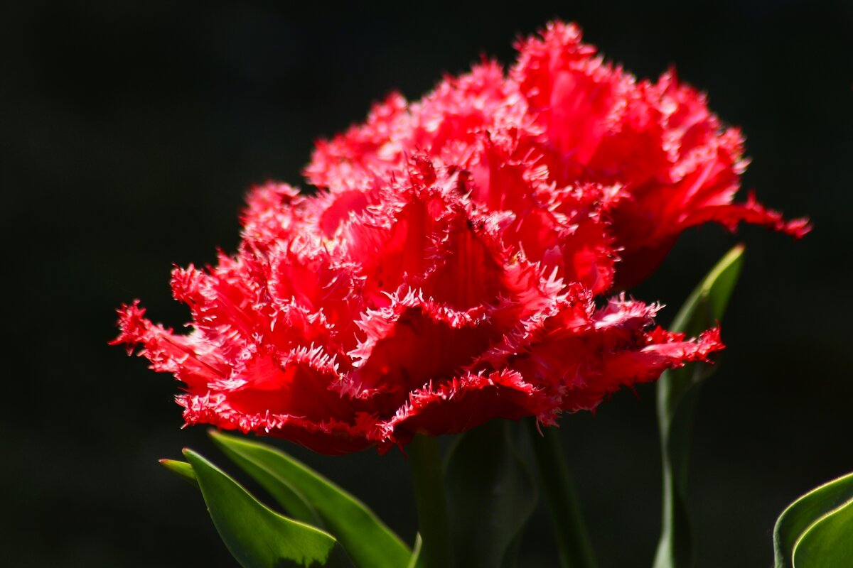 Утренние тюльпаны - Юрий. Шмаков