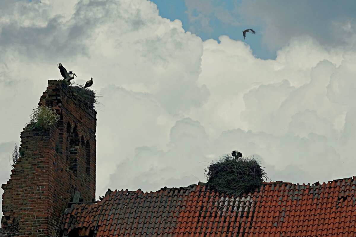 Аистам Донецка - Виктор Савельев