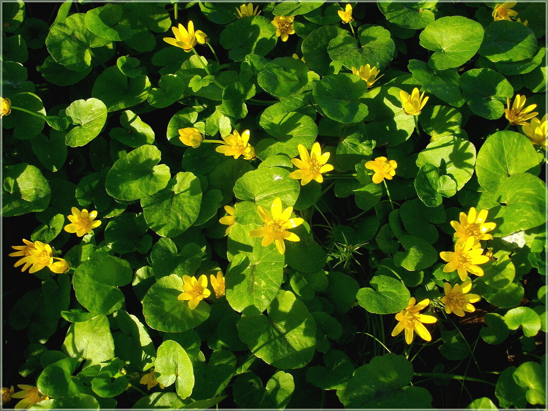 Звёздочки ☼ - Лия ☼