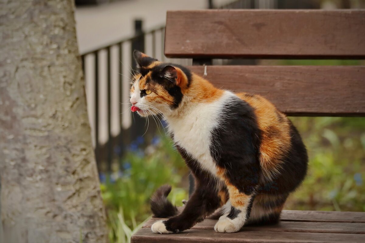 Когда мимо идёт кот. - Татьяна Бравая