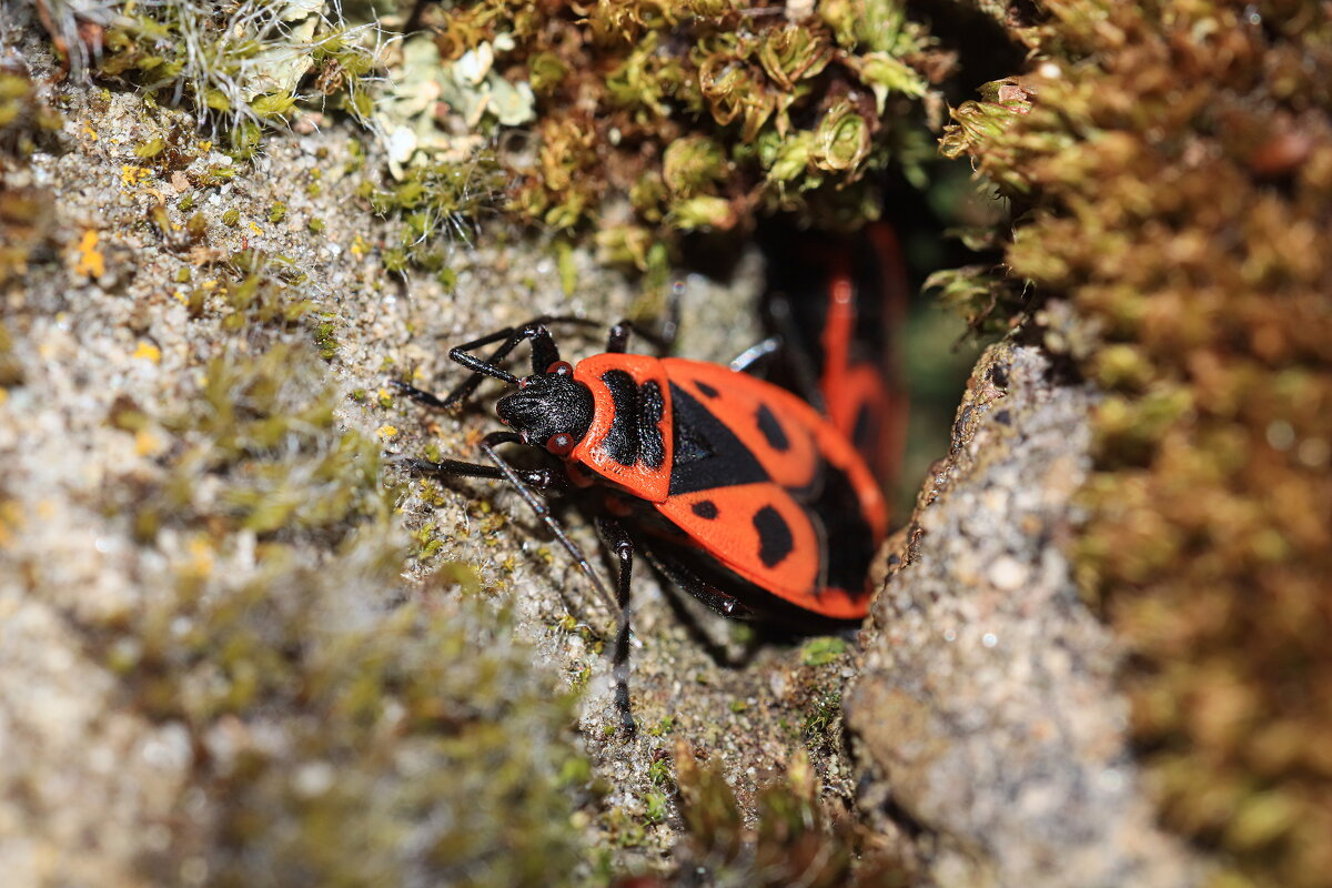 ---------- - igor G.