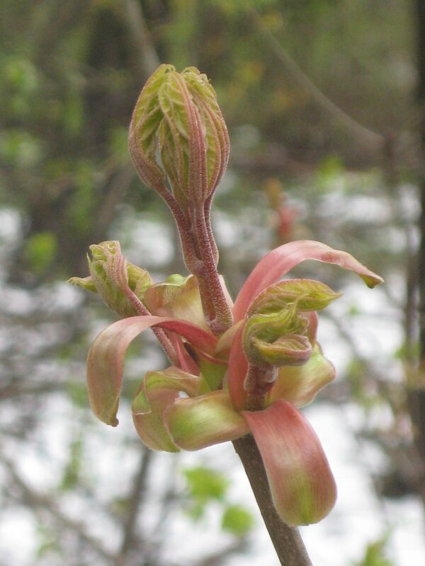 Весна пришла! - Дмитрий Никитин