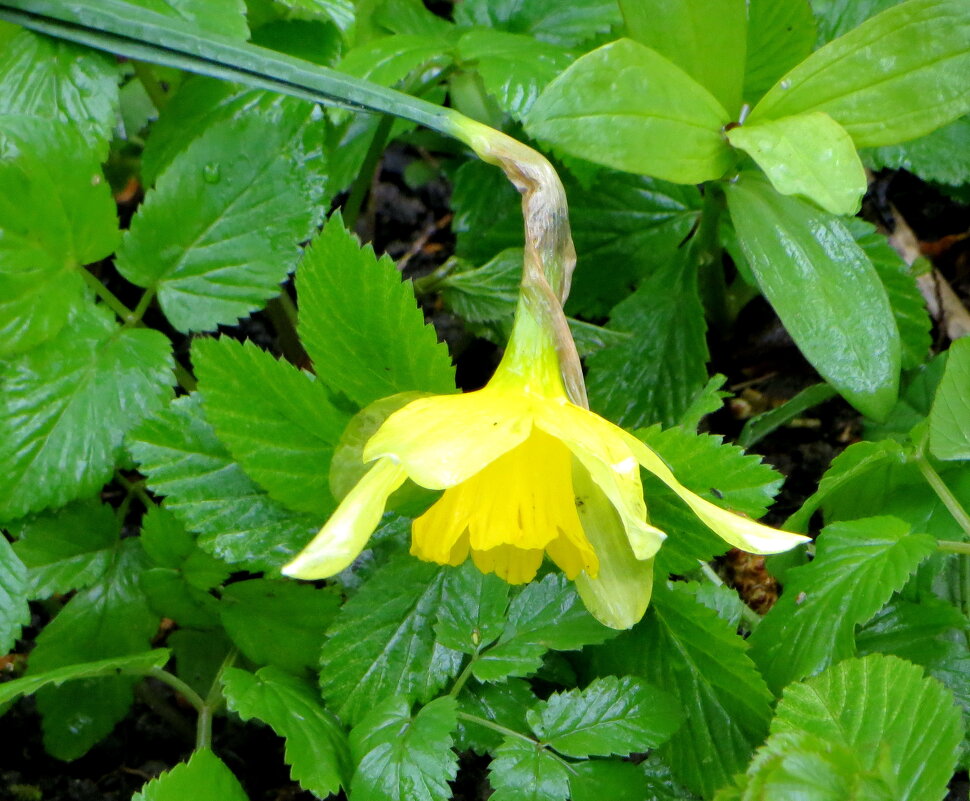 Устал бороться... - Александр Чеботарь