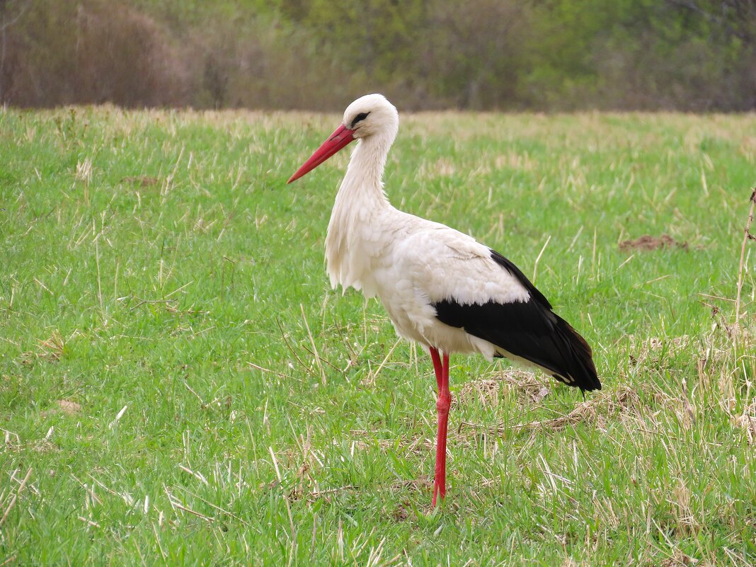 Аист в поле - Ольга Митрофанова