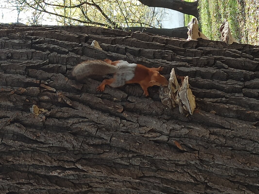В поисках примет весны... - Галина 