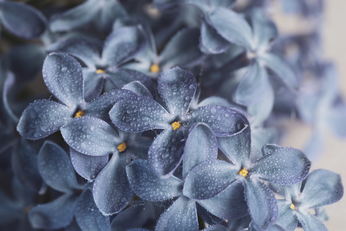 Сиренька - Игорь 