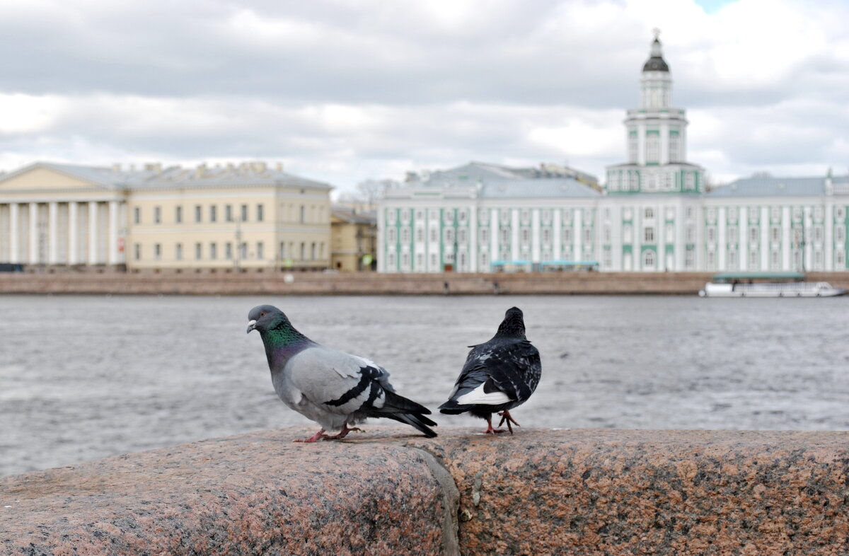 Когда чаек сдуло свежим ветром .. - AleksSPb Лесниченко