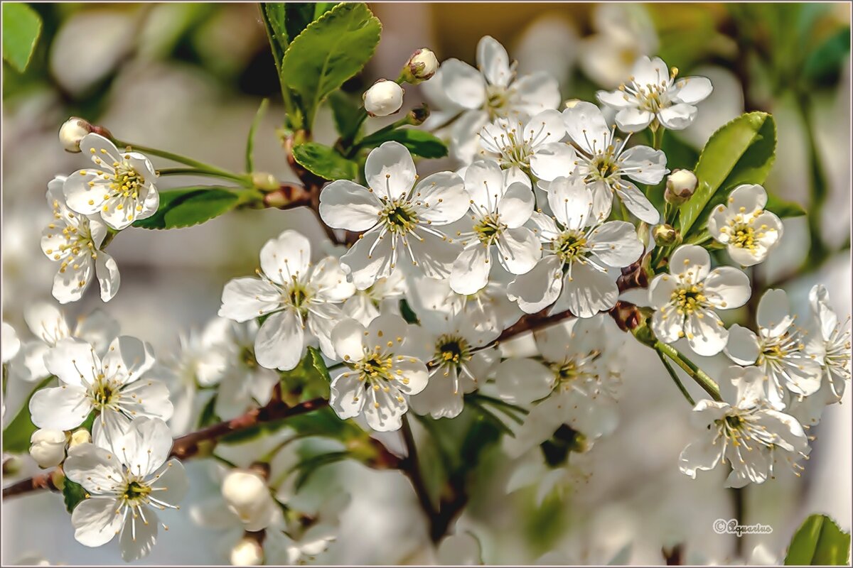 Уральская вишня... - Aquarius - Сергей