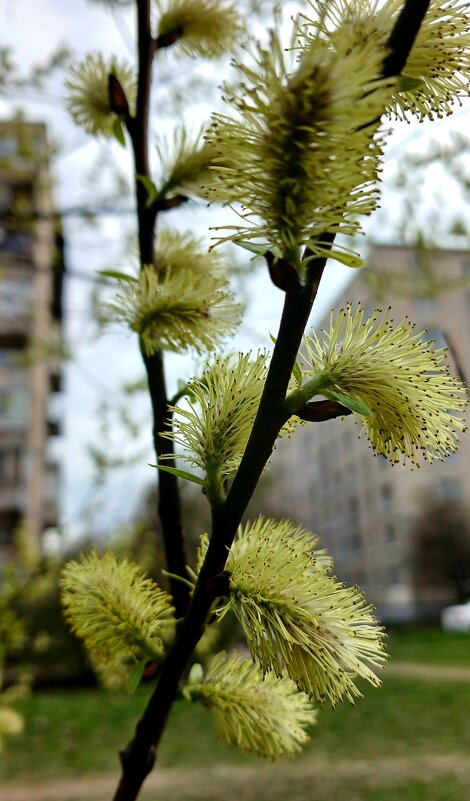 Апрель - Наталья Герасимова
