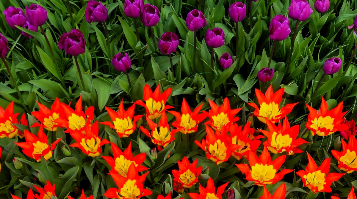 Королевство цветов(серия) - Владимир Манкер